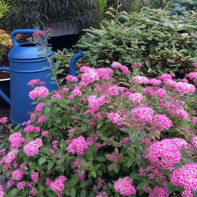 Poprocks Petite Pink Spiraea 4" Potted Plant for Full Sun