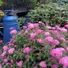 Spiraea Poprocks Petite 4" Potted Rocketliners - Van Zyverden - 3 of 4