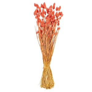 Vickerman 26" Dried Phalaris Bunch, 7 oz - 1 of 3
