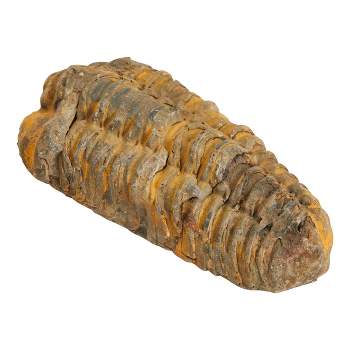 Okuna Outpost Natural Trilobite Bone Replica from Morocco, Extinct Arthropod Replica, 3-4 in