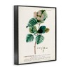 Stupell Industries Scientific Botanical Plant Seeds Framed Giclee Art - 2 of 4