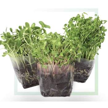 Window Garden Pop Up Microgreens Kit Just Add Water and Seed, Kale