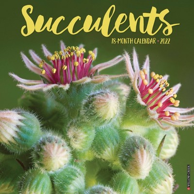 2022 Wall Calendar Succulents - Willow Creek Press