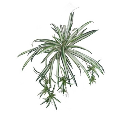 Floral Home 32" Spider Plant with 60 Fronds - 1-Piece