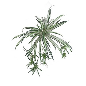 Floral Home 32" Spider Plant with 60 Fronds - 1-Piece - 1 of 2