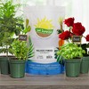 Soil Sunrise Dry Horticultural Molasses Powder, Indoor/Outdoor Gardening Soil Amendment for Plants - 2 of 4