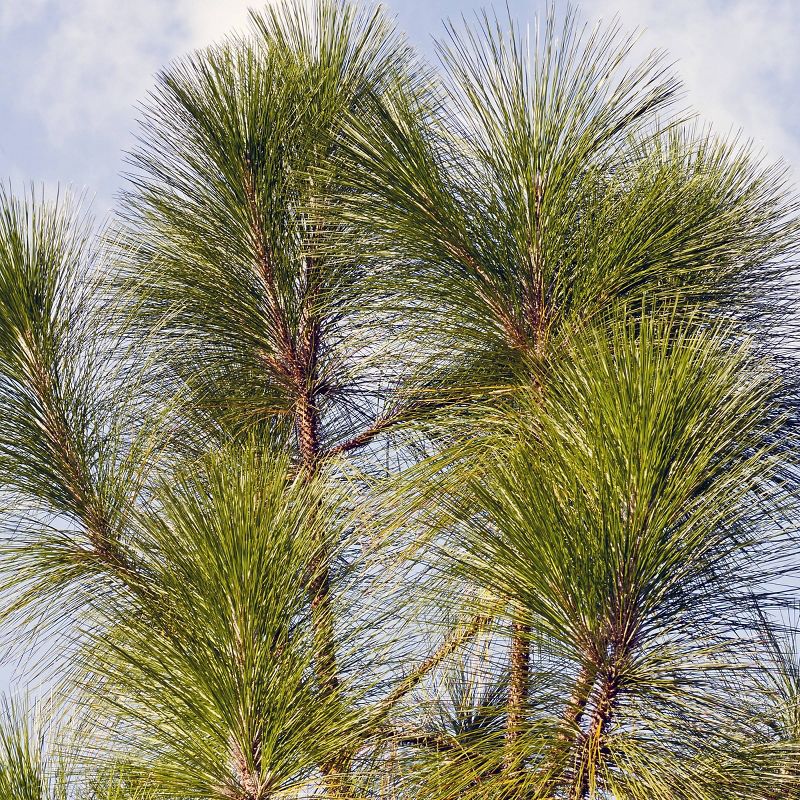 2.25gal Longleaf Pine Tree - National Plant Network, 3 of 6