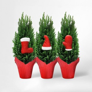 4" European Tree - Good Little Garden™ - 1 of 3