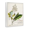 Stupell Industries Vintage Botanical Plant Illustration Framed Giclee Art, White, 11" x 14" - 2 of 4