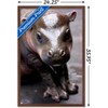 Trends International Cute Pygmy Hippopotamus Framed Wall Poster Prints - 3 of 4