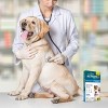 Tevra Pet Activate II Flea and Tick Treatment for Dogs - 4 Doses - 3 of 4