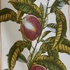 TAG Orchard Peaches All Over Peaches on Vine Print on White Background Cotton   Kitchen Dishtowel 26L x 18W in. - 2 of 2