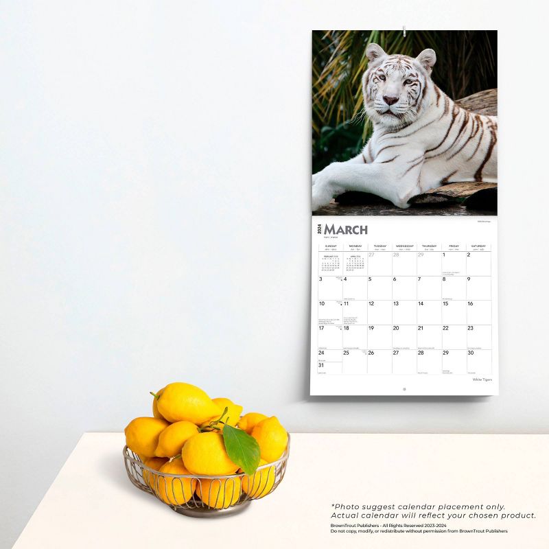 Browntrout 2024 Wall Calendar 12&#34;x12&#34; White Tigers, 4 of 5