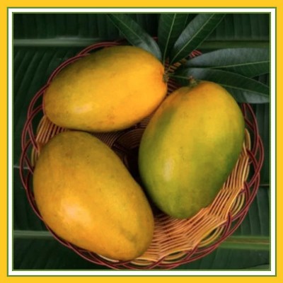 Fresh Himayat Mango Pack of 8