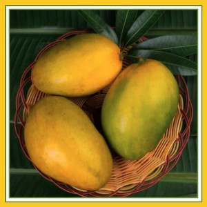 Fresh Himayat Mango Pack of 8 - 1 of 1
