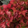 National Plant Network Outdoor Live Fire Power Nandina Plant - 1ct 1gal - 3 of 4