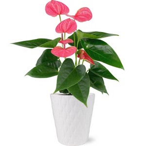 Live 5" Sweet Dream Pink Anthurium Houseplant with Moss in Evi Planter - 1 of 4