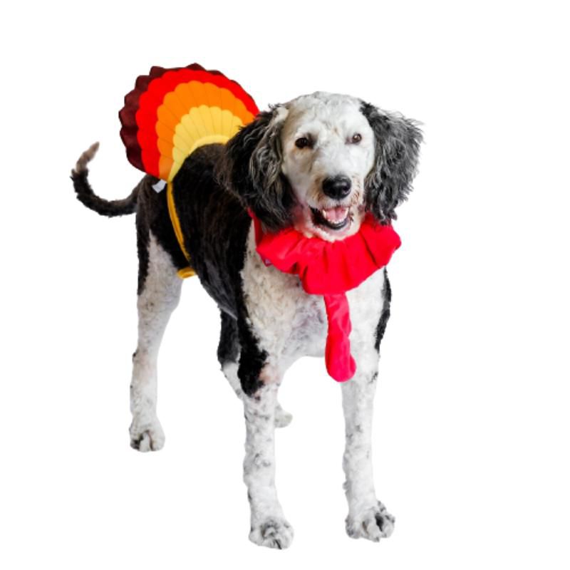 Midlee Turkey Beard & Tail Thanksgiving Dog Costume, 1 of 7