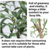5Ft Artificial Olive Tree with Realistic Leaves and Removable Fruit – Faux Potted Plant for Indoor Living Room, Bedroom and Office Décor - 3 of 4