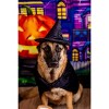 Midlee Halloween Witch Cape and Hat Dog Costume - image 4 of 4