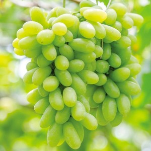 Van Zyverden 1ct Root Grapes Marquis Green Seedless - 1 of 4