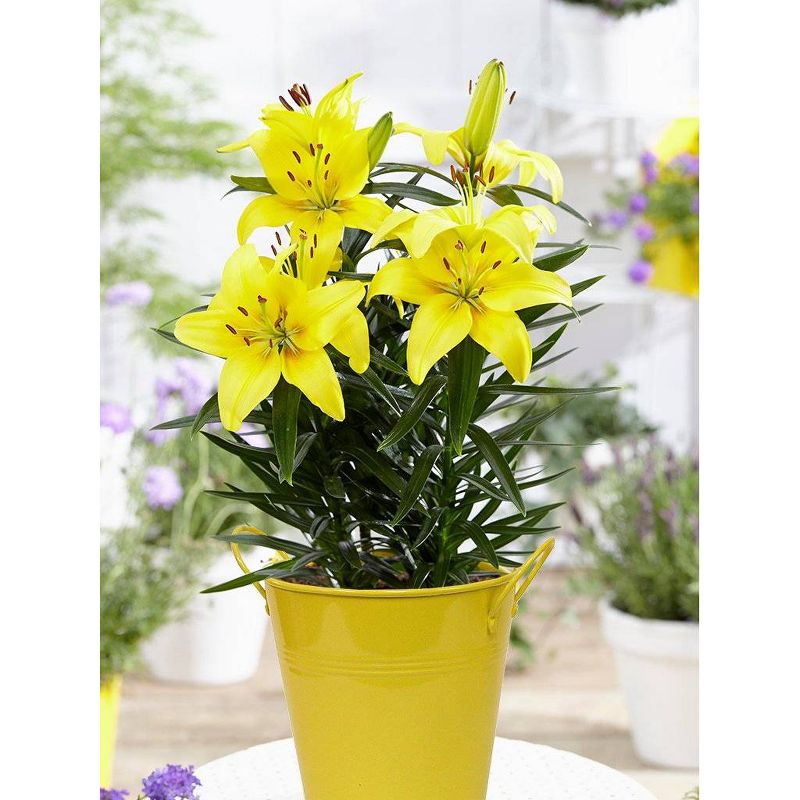 Van Zyverden 18&#34; Patio Lily Lemon Pixie with Yellow Metal Planter, Soil, and Growers Pot Lily, 1 of 6