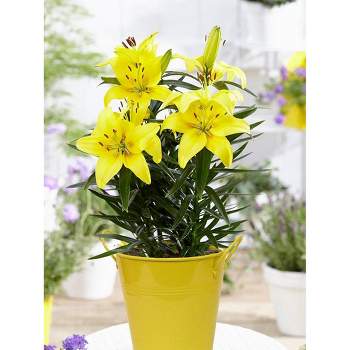 Van Zyverden 18" Patio Lily Lemon Pixie with Yellow Metal Planter, Soil, and Growers Pot Lily
