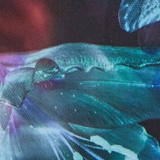 spectral orchid