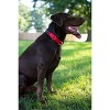 Country Brook Petz Heavy Duty Nylon Martingale Dog Collar with Deluxe Buckle - 30+ Vibrant Color Options - 4 of 4