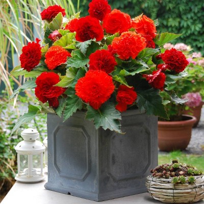 Van Zyverden 5ct Tubers Frimbriata Begonias Blend