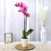 5" Watercolor Orchid Pink in Decorative Planter Pot - Good Little Garden™ - 3 of 4