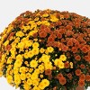 12" Garden Mum Bi-Color Plant - Good Little Garden™ - 2 of 4