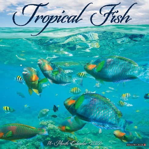 2022 Wall Calendar Tropical Fish - Willow Creek Press : Target