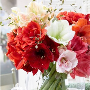 Van Zyverden 3ct Amaryllis Multicolored Economy Mixed Flower Bulb Set - 1 of 4