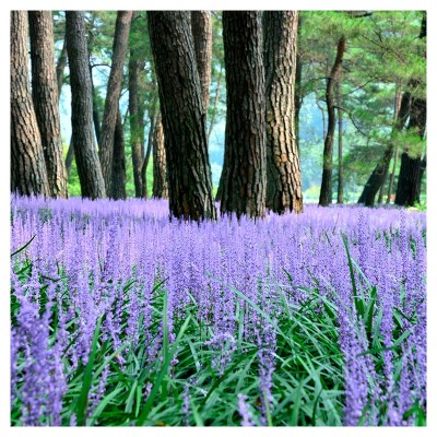 Liriope 'Big Blue' 1pc - National Plant Network - U.S.D.A. Hardiness Zones 5 - 10