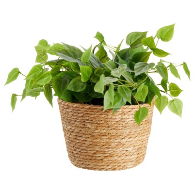 Juvale 3-Piece Natural Seagrass Woven Planter Set with Plastic Lining