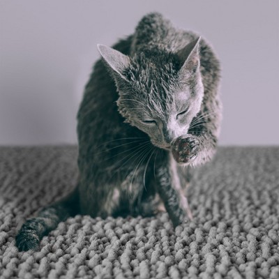 Extra-Large Gray Waterproof Non-Slip Cat Litter Mat