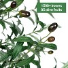Artificial Olive Tree 7FT Tall Faux Olive Tree for Home Office Decor Fake Olive Tree with Artificial Fruits and Leaves with Real Hay - 2 of 4