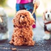 The Queen's Treasures Labradoodle Puppy Dog Pet for 18 Inch Dolls - 2 of 4