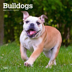 BrownTrout Bulldogs 2026 12"x24" Hanging Square Wall Calendar Plastic-Free - 1 of 4
