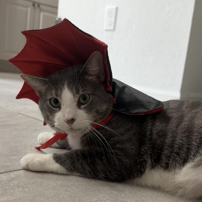 Guest review image 1 of 1, zoom in