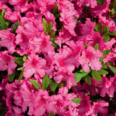 Azalea 'Red Slippers' 2.5qt U.S.D.A. Hardiness Zones 6-9 - 1pc - National Plant Network