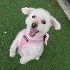 Voyager Step-In Air Dog Harness for Small and Medium Dogs - 4 of 4