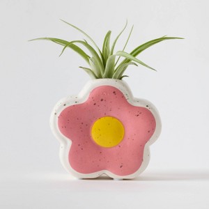 Live Houseplant with Florets Pot Pink - Good Little Garden™ - 1 of 4