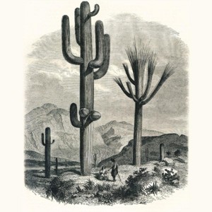 Poster Master Cactaceae of the Boundary - 1 of 2