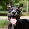Country Brook Petz Premium Dog Collar - Attitude Collection - 2 of 4