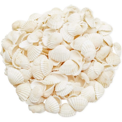 200 Counts Clam Seashells, Beach Ocean Marine Sea Shells For Diy Crafts  Home Wedding Birthday Baby And Bridal Shower Décor, White : Target