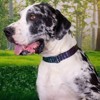 Country Brook Petz Premium Dog Collar - Chevron and Arrows Collection - 2 of 4