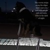 Country Brook Petz HossFit Jr Wide Reflective Martingale Dog Collar Collection Featuring Night Safe Designs - 2 of 4