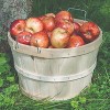 Lehman's Handcrafted Baskets, Vintage Style Bushel and Half Bushel Storage, USA Made Poplar Wood with Wire Handles, Set of 4 - 4 of 4
